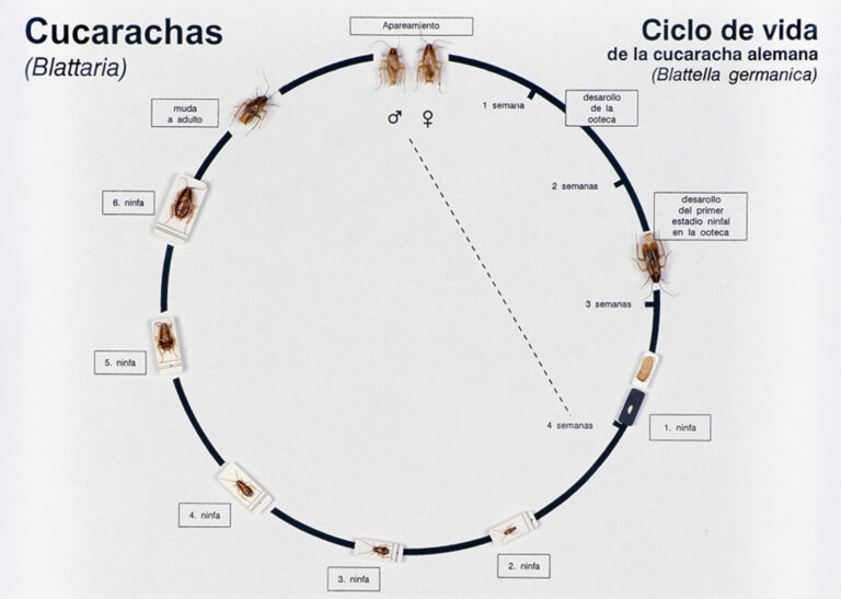 Ciclo de vida de la cucaracha alemana: huevo, ninfa y adulto