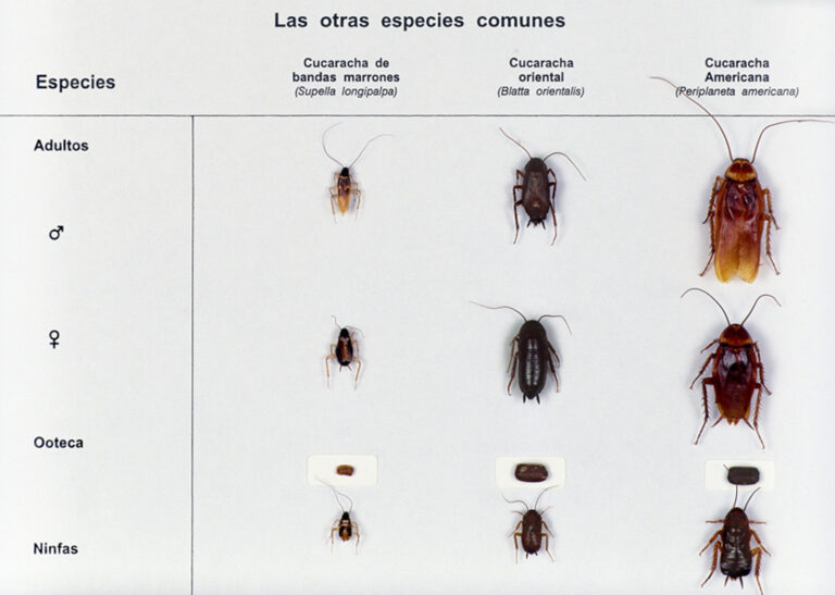 Ciclo de vida de otras especies de cucarachas