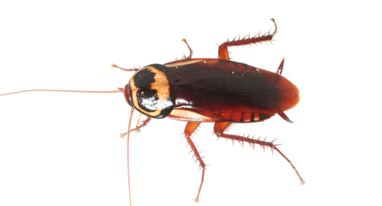 Cucaracha australiana (Periplaneta australasiae) en Puebla