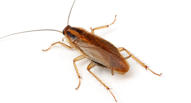 Cucaracha alemana (Blattella germanica) en Puebla
