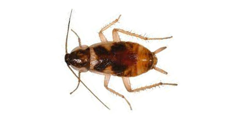 Cucaracha de banda marrón (Supella longipalpa) en Puebla