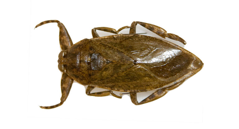 Cucaracha de mar o de agua (Familia Belostomatidae) en Puebla