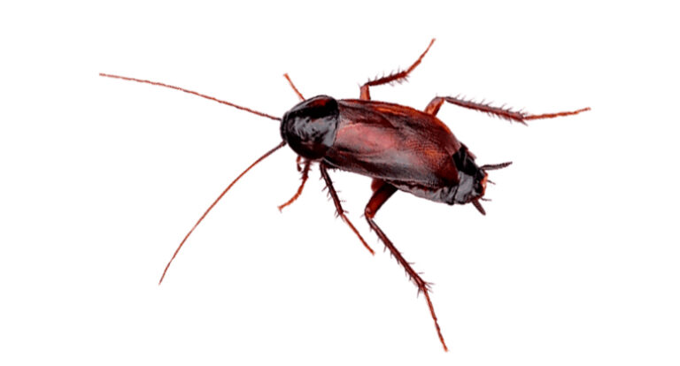 Cucaracha oriental (Blatta orientalis) en Puebla