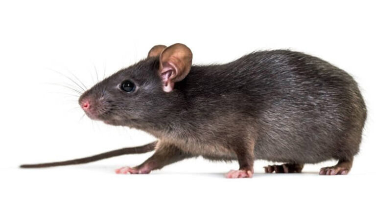 Rata de techo (Rattus rattus)