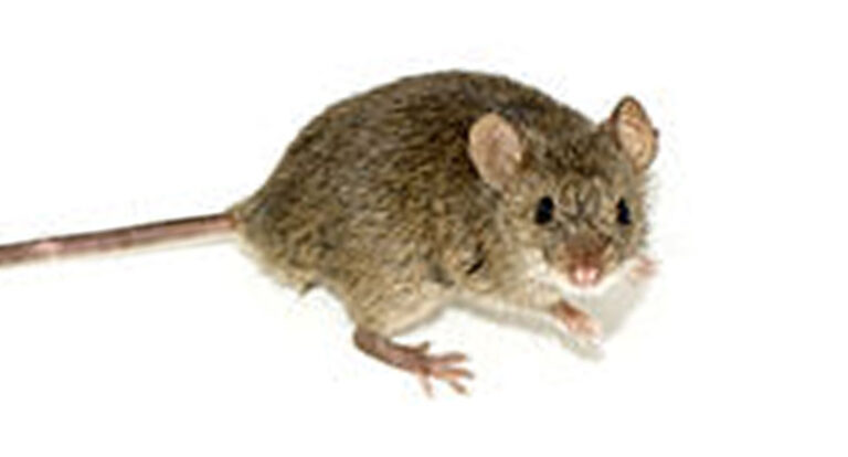 Ratón casero (Mus musculus)