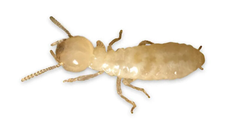 Termita obreras