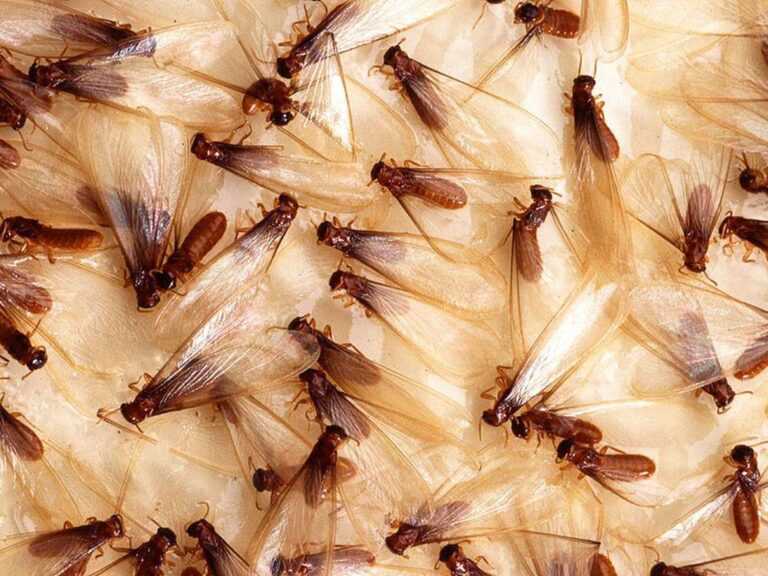 Termita de madera seca