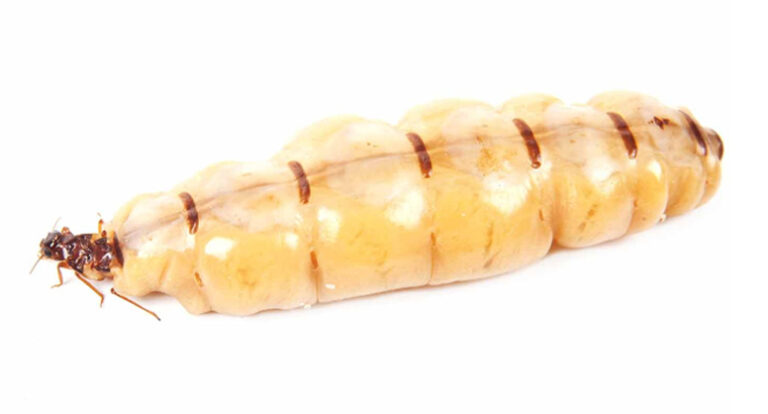 Termita reina