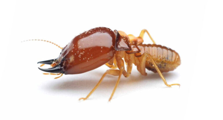 Termita soldados
