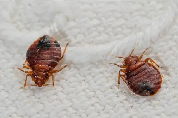 Fumigación de chinches de cama en Puebla